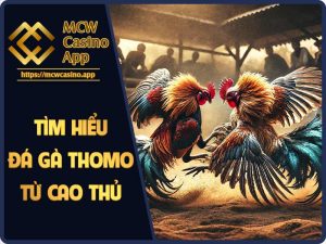 Đá gà thomo trực tiếp